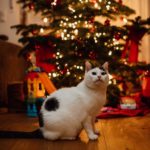 Katze Weihnachtsbaum weiß schwarz leuchten Regensburg