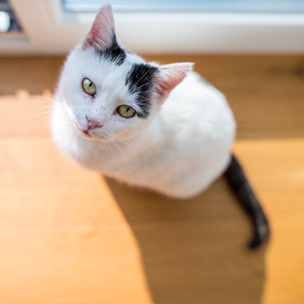 Katze Portrait Grün Thalmassing