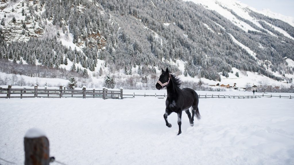 Pferd Schnee Schwarz Tier Tirol