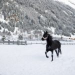 Pferd Schnee Schwarz Tier Tirol
