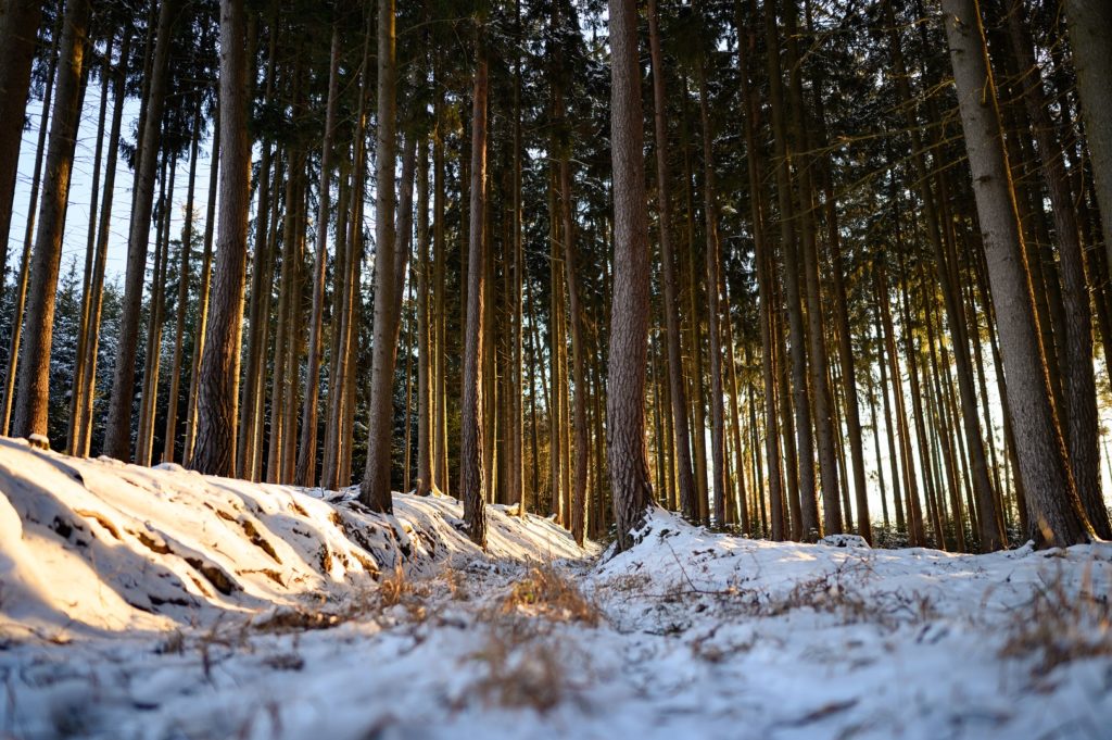 Wald Thalmassing